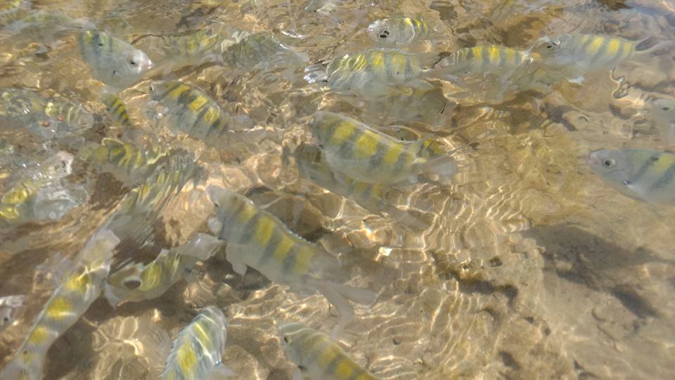 22154487_1652974784726306_4852922142183415956_n